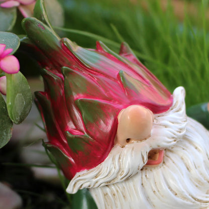 nain de jardin pitaya miniature 2